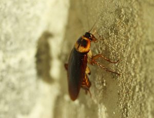 Le migliori trappole per scarafaggi: confronto agosto 2021