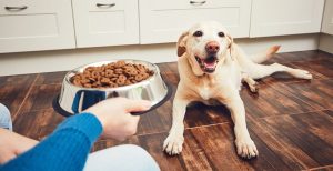 Il miglior cibo per cani: confronto agosto 2021