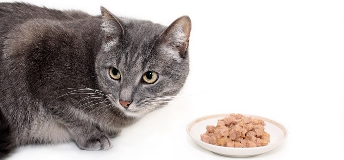 Il miglior cibo per gatti: confronto agosto 2021