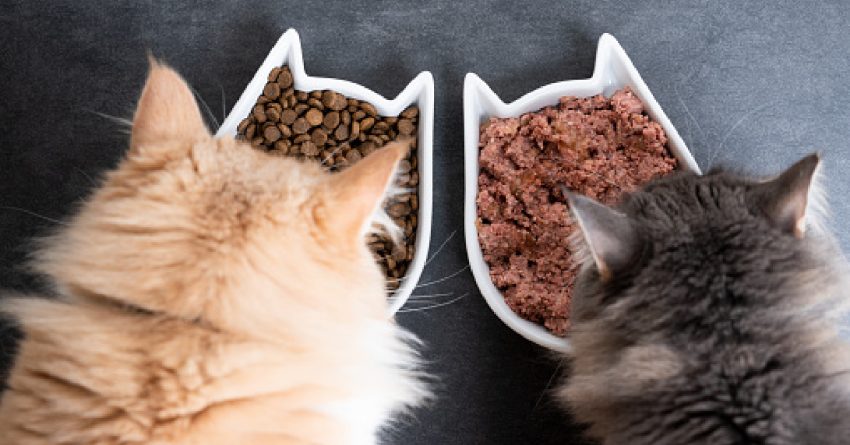 I migliori alimenti ipoallergenici per gatti: confronto agosto 2021