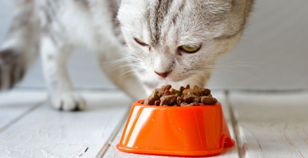 Il miglior cibo secco per gatti: confronto agosto 2021