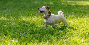 I migliori collari antifuga per cani: confronto agosto 2021