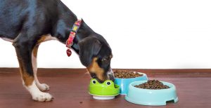 I migliori alimenti per cani: confronto agosto 2021